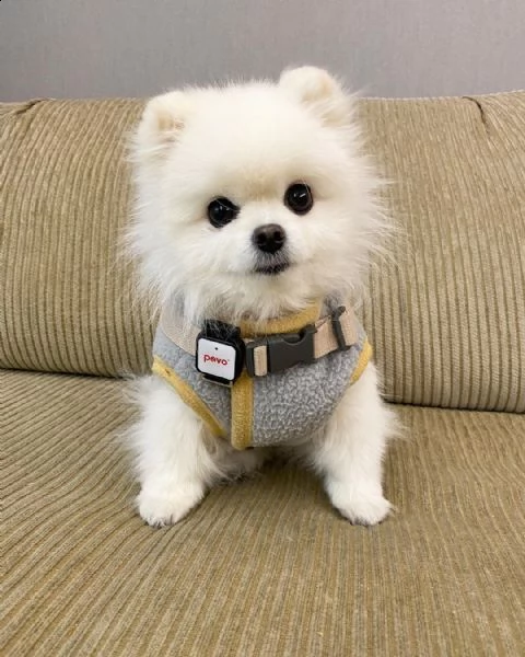 regalo maltese | Foto 0