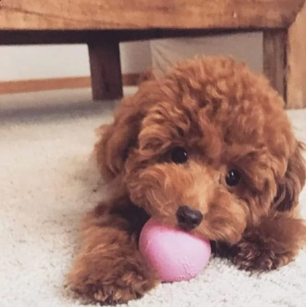 barboncini per fine aprile