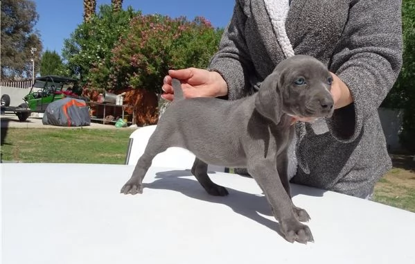 cuccioli di weimaraner 