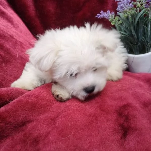 regalo maltese | Foto 0