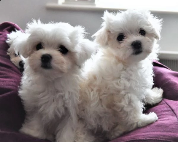 cuccioli 'white kiss' pronti per marzo-aprile | Foto 2