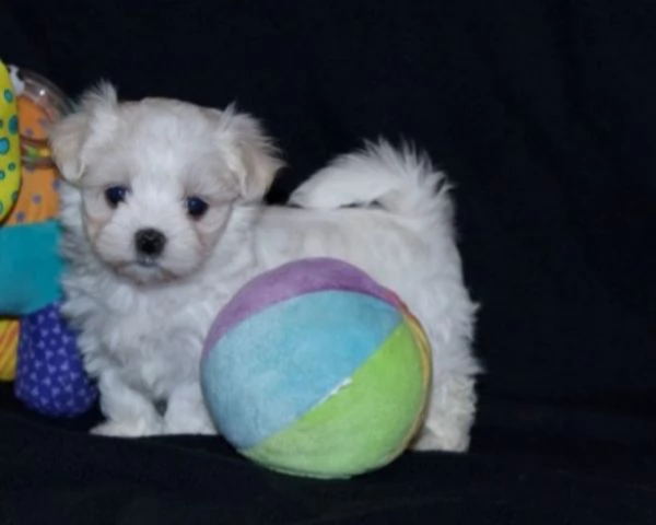 cuccioli 'white kiss' pronti per marzo-aprile | Foto 0