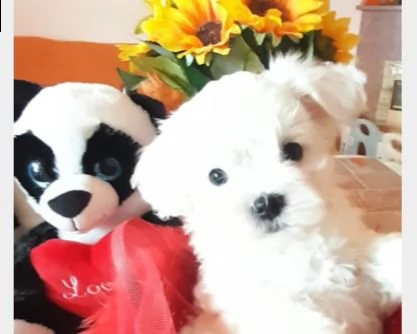 cuccioli 'white kiss' pronti per marzo-aprile