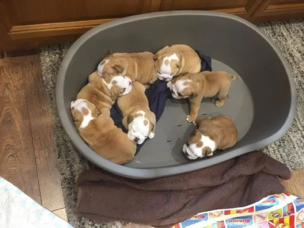adorabili cuccioli di bulldog inglese
