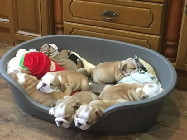 adorabili cuccioli di bulldog inglese | Foto 1