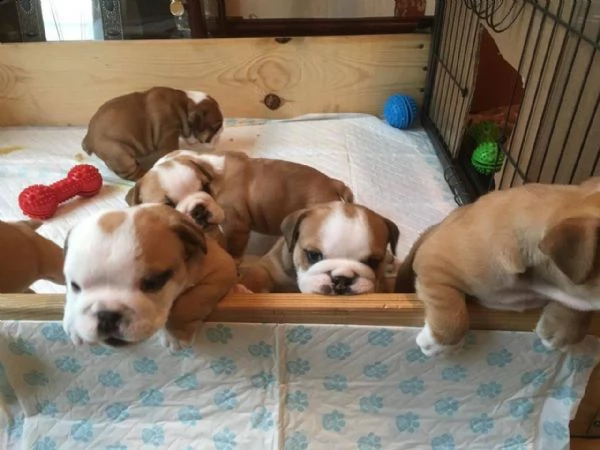 adorabili cuccioli di bulldog inglese | Foto 0