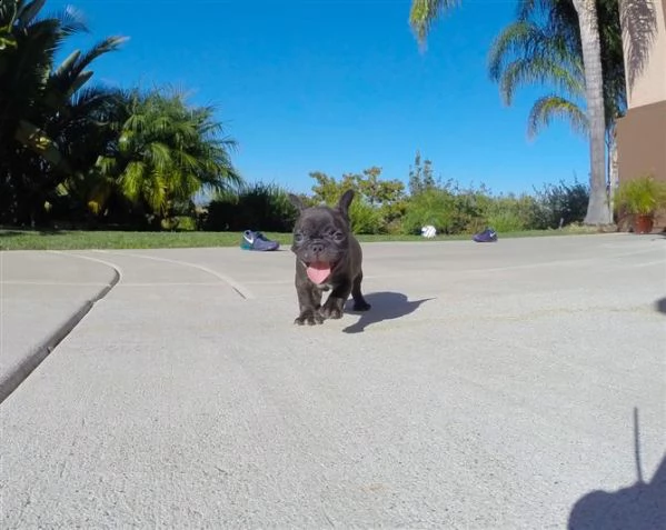 vendita cuccioli di bouledogue francese con pedigree