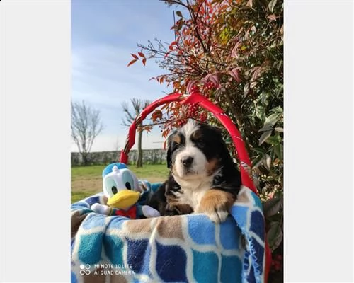 cucciolo di husky maschio rosso fulvo bianco nero fegato in vendita | Foto 9
