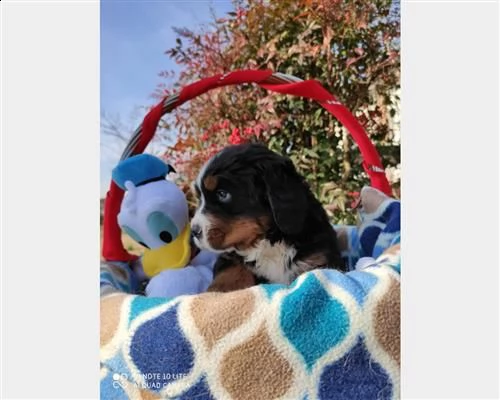 cucciolo di husky maschio rosso fulvo bianco nero fegato in vendita | Foto 8