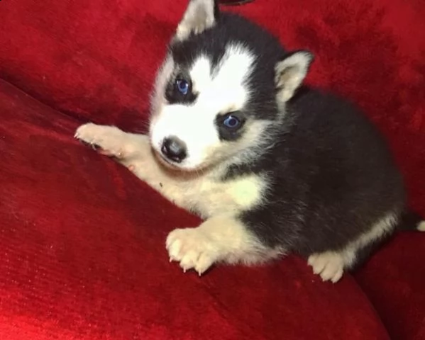 cucciolo di husky maschio rosso fulvo bianco nero fegato in vendita | Foto 7