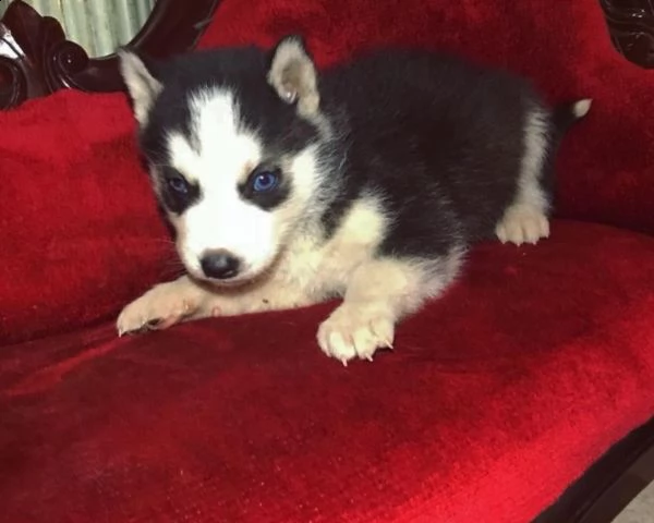 cucciolo di husky maschio rosso fulvo bianco nero fegato in vendita | Foto 6