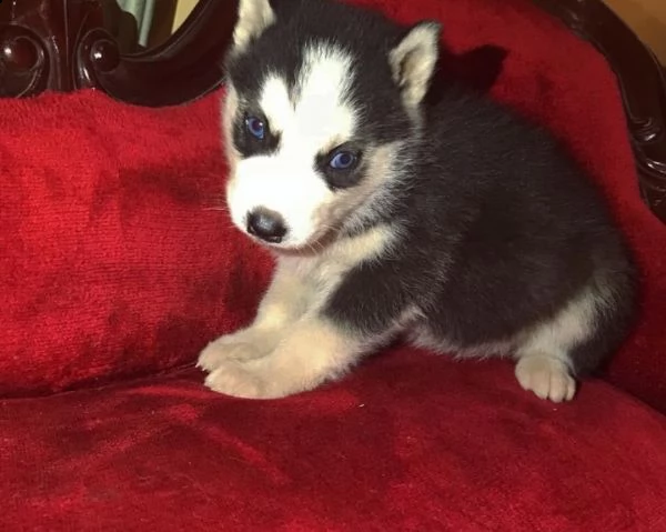 cucciolo di husky maschio rosso fulvo bianco nero fegato in vendita | Foto 5