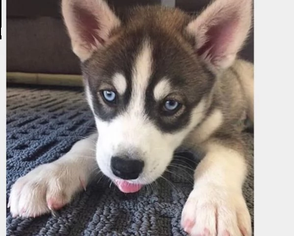 cucciolo di husky maschio rosso fulvo bianco nero fegato in vendita | Foto 4