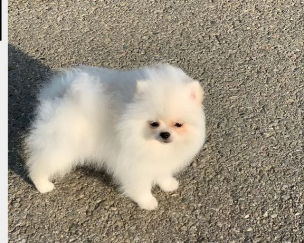 cucciolo di husky maschio rosso fulvo bianco nero fegato in vendita | Foto 3