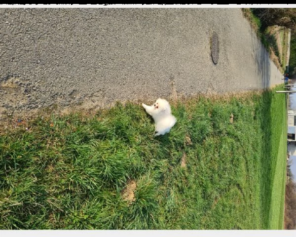 cucciolo di husky maschio rosso fulvo bianco nero fegato in vendita | Foto 1