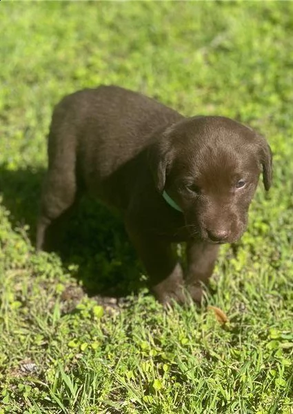 cucciolotti di labrador retriver
