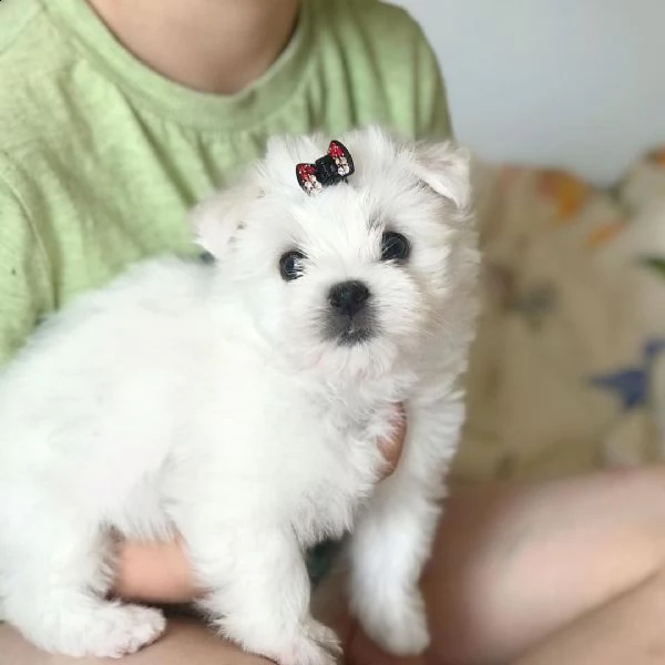 disponibili adorabili cuccioli maltesi