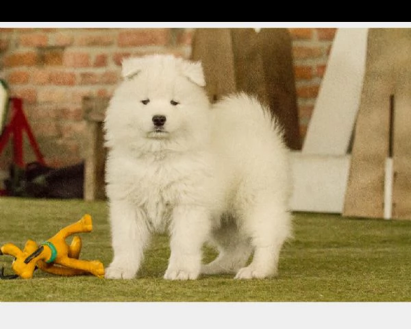 cucciole di samoiedo | Foto 1