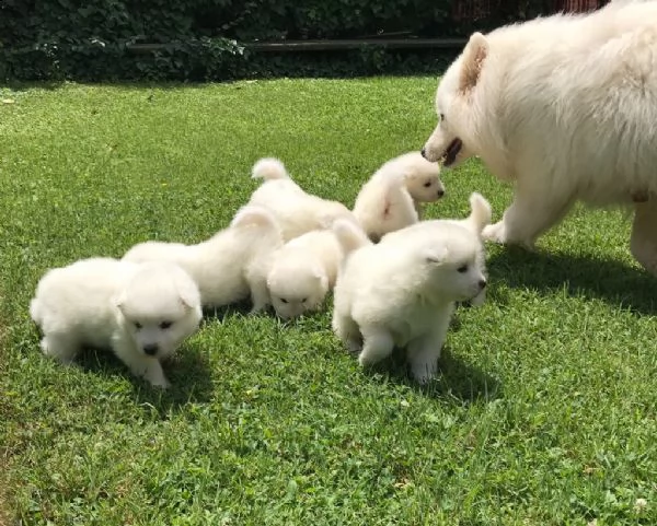 cucciole di samoiedo | Foto 0