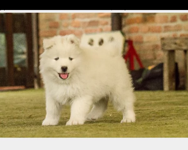 cucciole di samoiedo