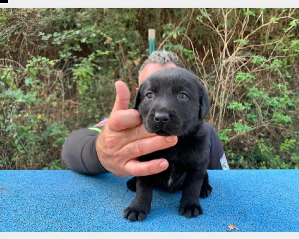  labrador colore nero - crema e miele masc/fem | Foto 2