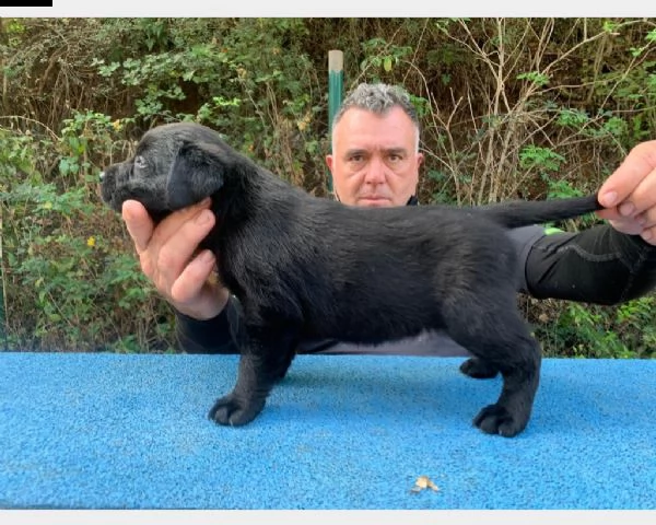  labrador colore nero - crema e miele masc/fem | Foto 1