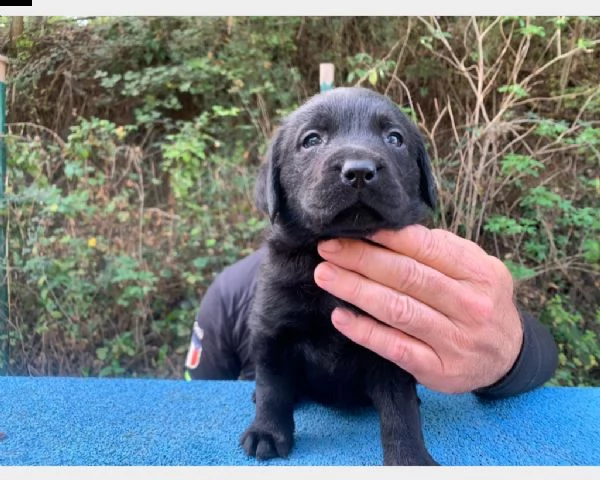  labrador colore nero - crema e miele masc/fem | Foto 0