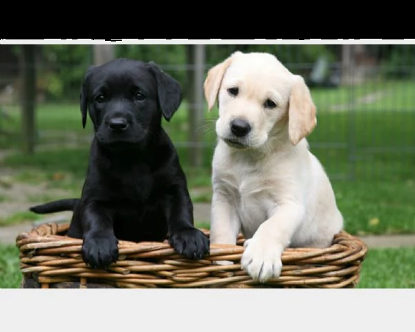 labrador colore nero - crema e miele masc/fem