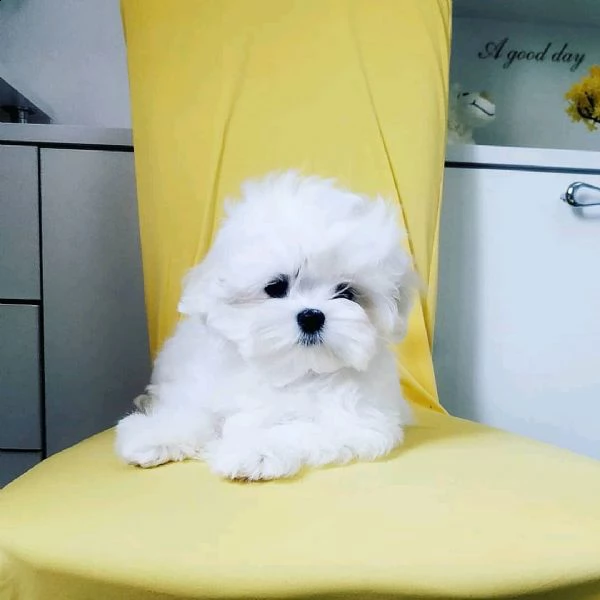 mini maltese toy