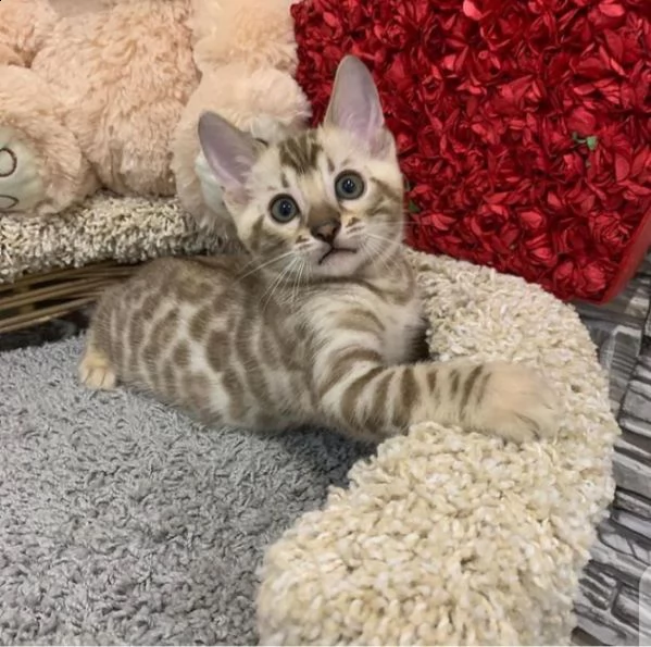 gattini bengala più teneri in cerca di una nuova casa sono maschi e femmine e hanno tutti i document