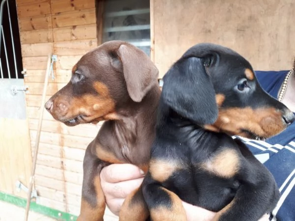 regalo adorabili cuccioli dobermann femminucce e maschietti