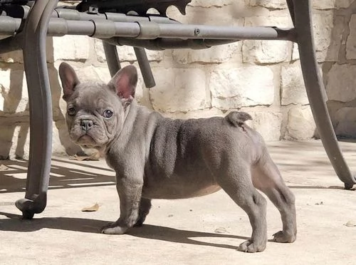 stupendi cuccioli di bouledogue francese.