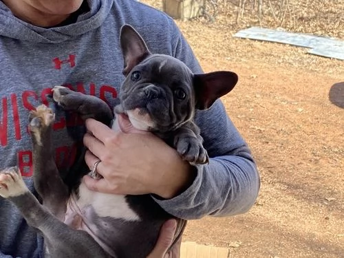 bulldog & bouledogue francese cuccioli