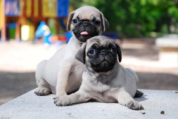 vendita stupendi cuccioli carlini con pedigree