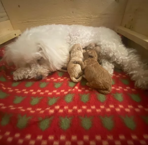 Barboncini cuccioli | Foto 4