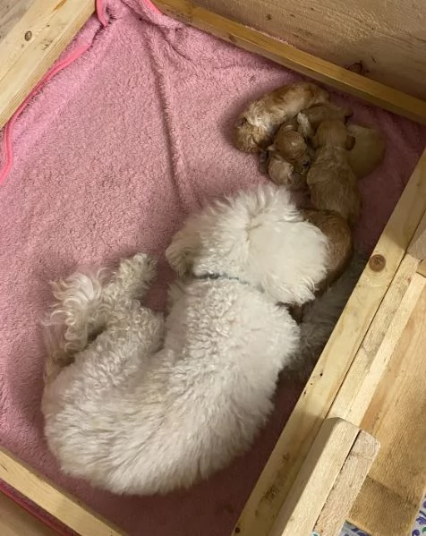 Barboncini cuccioli | Foto 9