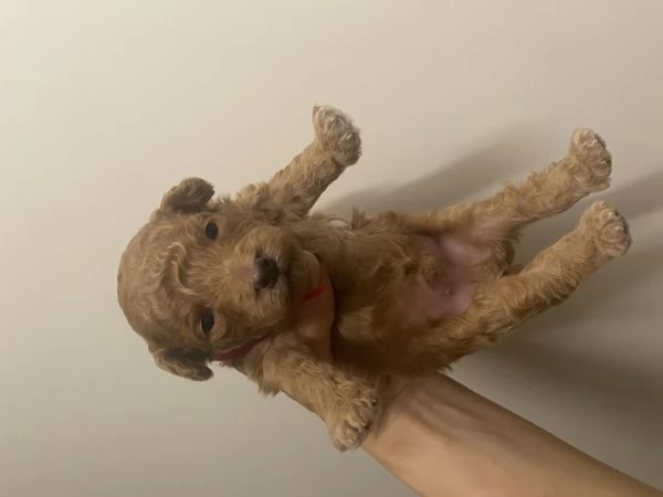 Barboncini cuccioli | Foto 8