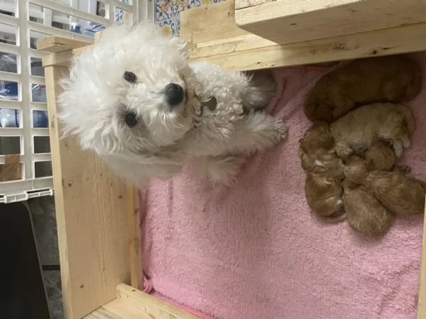 Barboncini cuccioli | Foto 6