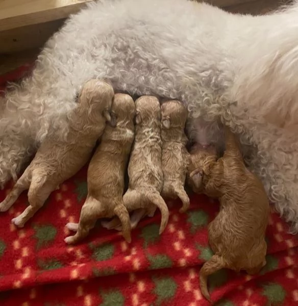 Barboncini cuccioli | Foto 2