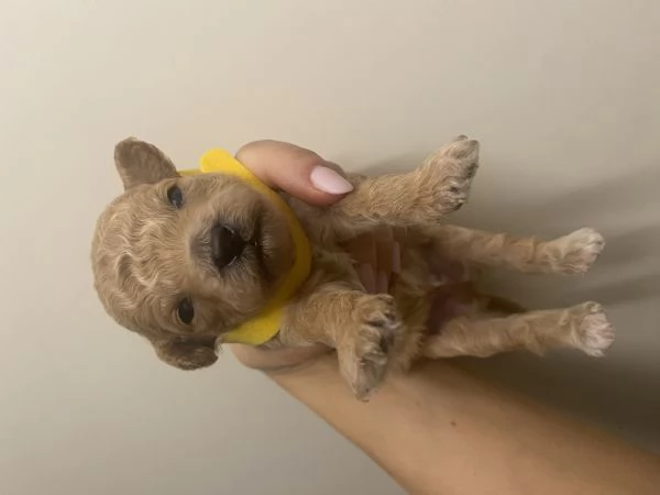 Barboncini cuccioli | Foto 4