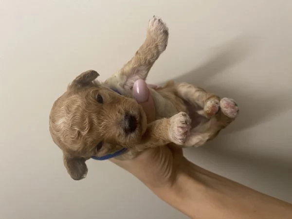 Barboncini cuccioli | Foto 2