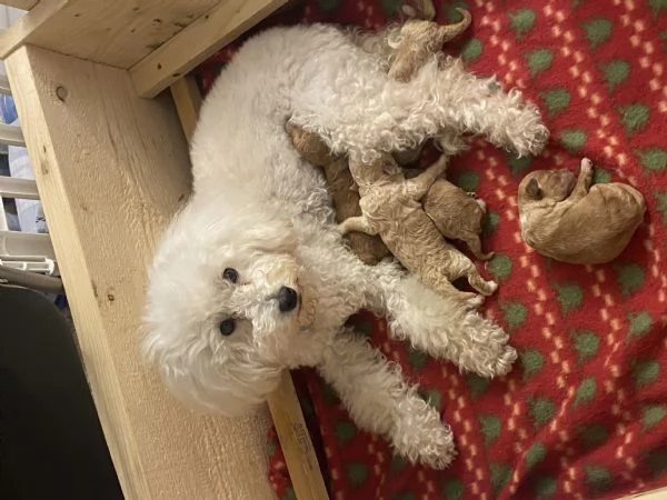 Barboncini cuccioli | Foto 0