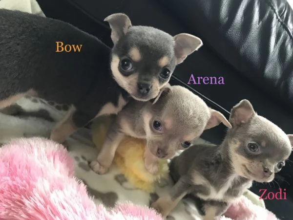 regalo cuccioli di chihuahua mini toy