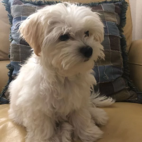 regalo maltese | Foto 0