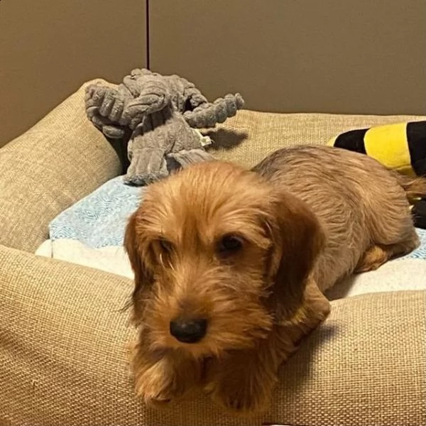 adorabili cuccioli di bassotto femminucce | Foto 0