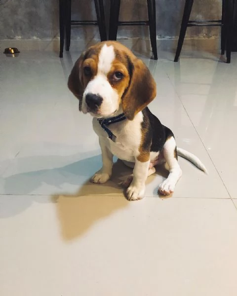 adorabili cuccioli di beagle femminucce