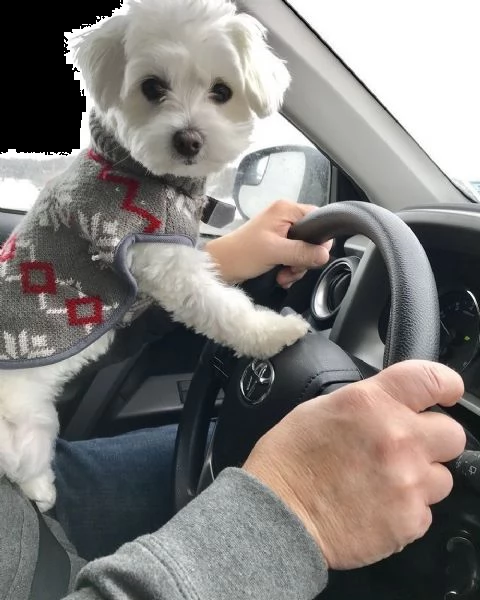 regalo maltese | Foto 0