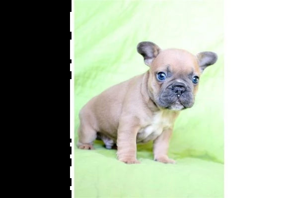  cuccioli bulldog francese  | Foto 0