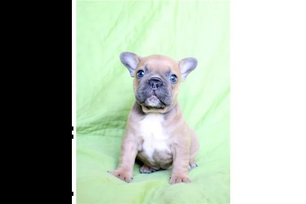  cuccioli bulldog francese 