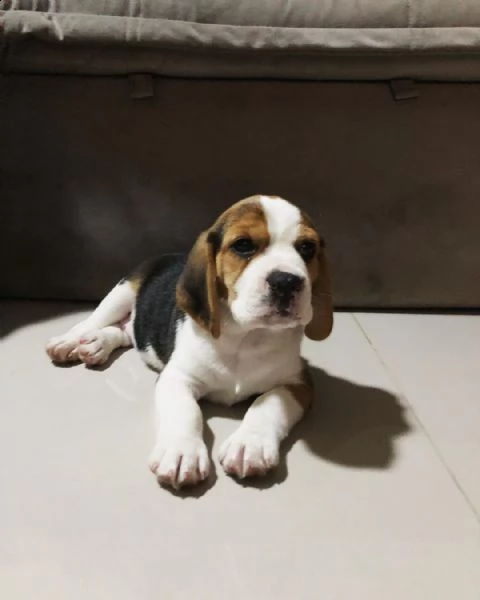 adorabili cuccioli di beagle femminucce e maschietti disponibili per l'adozione